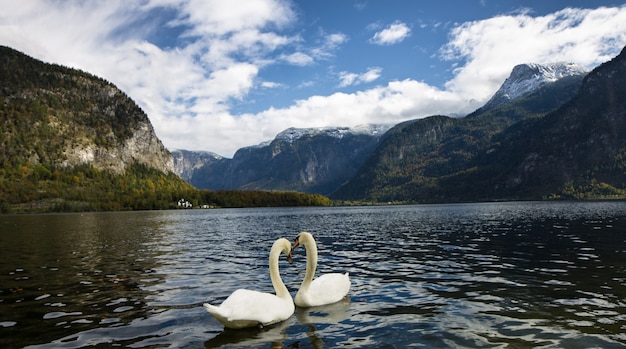 Cigni nel lago Hallstatt facendo un cuore.