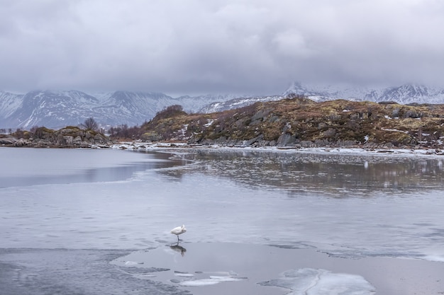 Cigni nel paesaggio invernale congelato in Lofoten, Norvegia