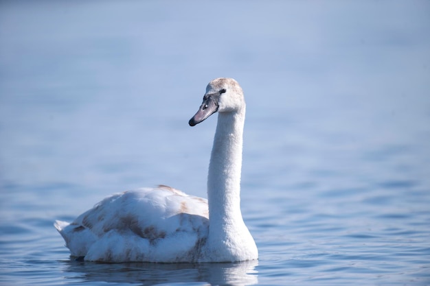 Cigni nell'acqua Cigni bianchi che nuotano sull'acqua