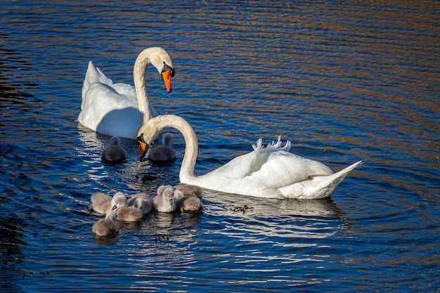 Cigni reali (Cygnus olor) con Cygnets