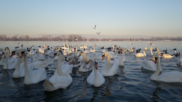 Cigni sul fiume