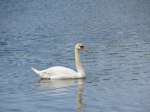 cigni sul lago in paese