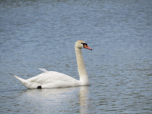 cigni sul lago in paese