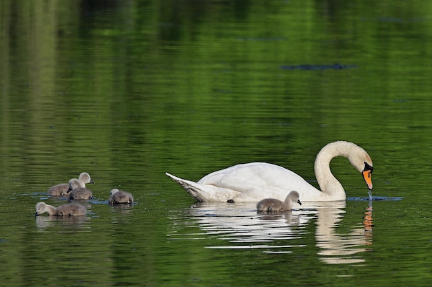 Cigni sul lago