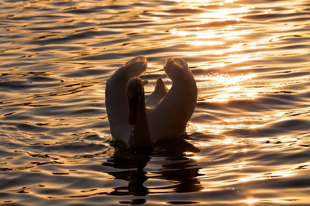 cigno al tramonto