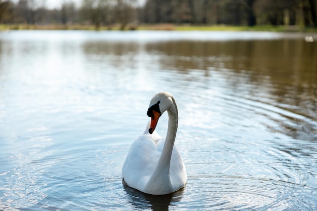 Cigno bianco allo stato brado Un bellissimo cigno che nuota nel lago Acqua blu tempo soleggiato bellezza della natura Cygnus olor Vista ingrandita