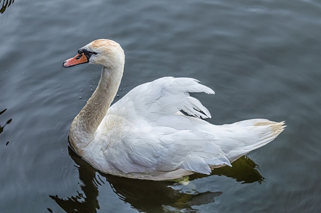 Cigno bianco che galleggia nel lago.