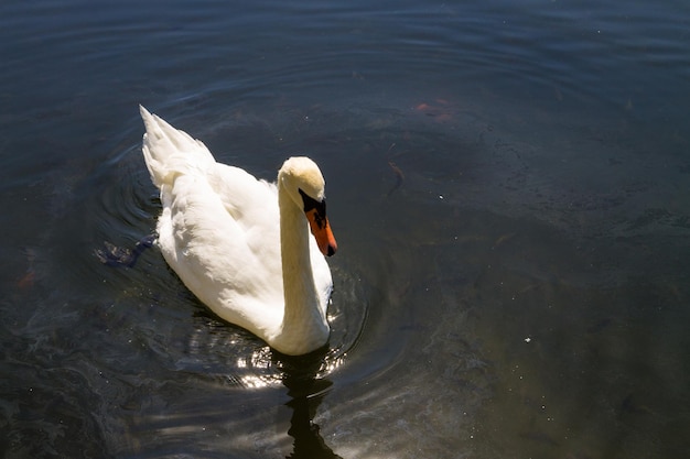 Cigno bianco che galleggia sul lago