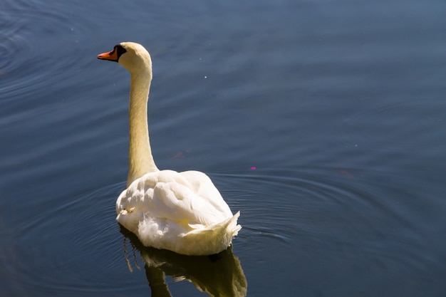 Cigno bianco che galleggia sul lago