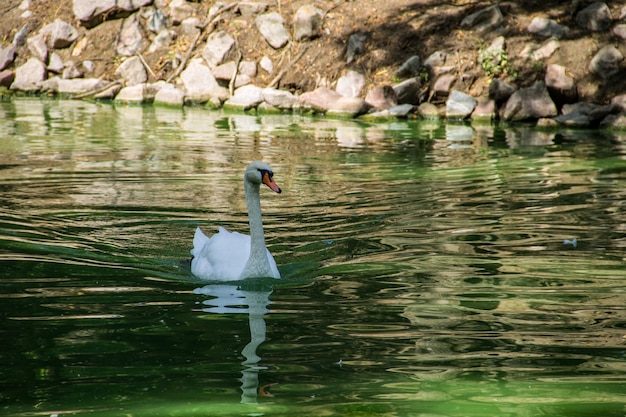 Cigno bianco che galleggia sul lago