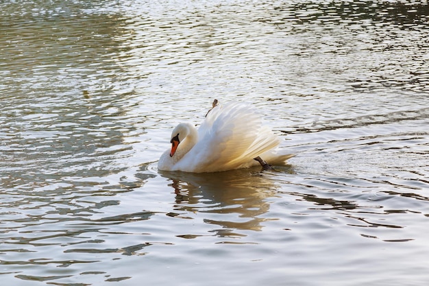 Cigno bianco che galleggia sulla superficie dell'acqua del fiume