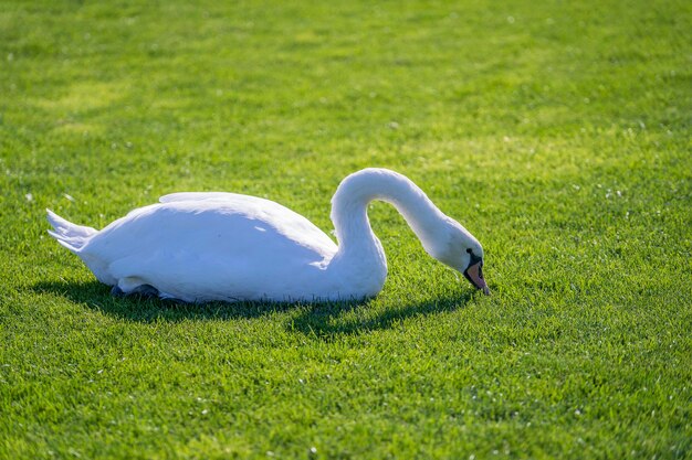 Cigno bianco che mangia erba verde su un prato al giorno soleggiato vicino