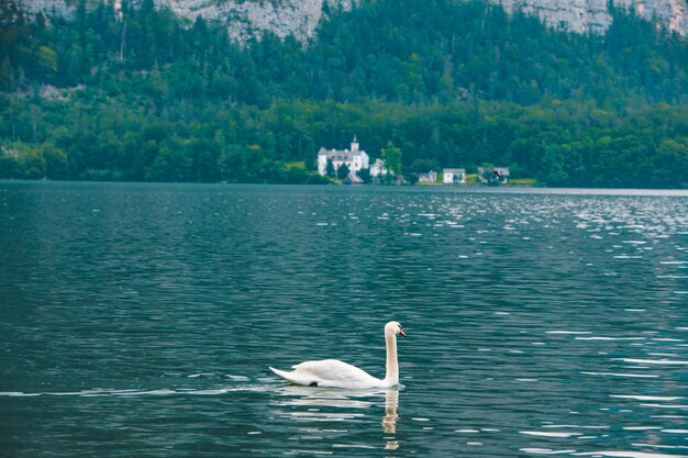 Cigno bianco che nuota nell'acqua blu del lago