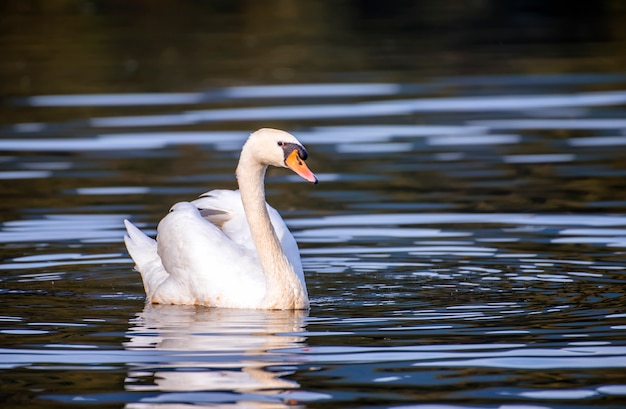 cigno bianco che nuota sul lago