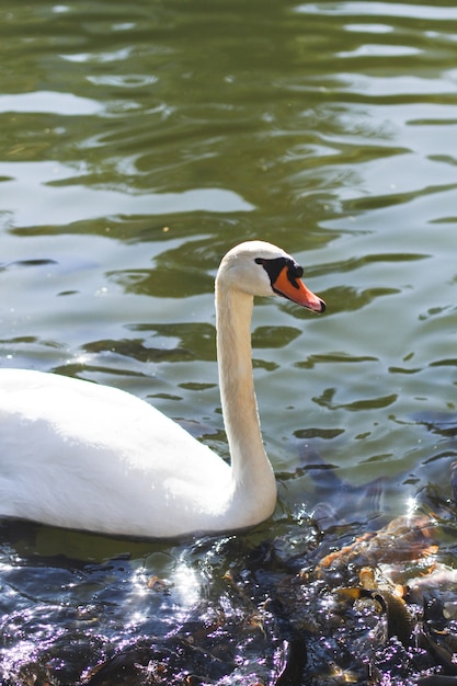 Cigno bianco con pesci sul fiume