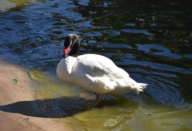 Cigno bianco con un collo nero in uno stagno poco profondo.