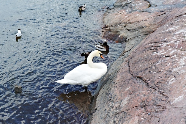 Cigno bianco e altri uccelli acquatici che nuotano nel mare vicino al gabbiano delle anatre della costa rocciosa