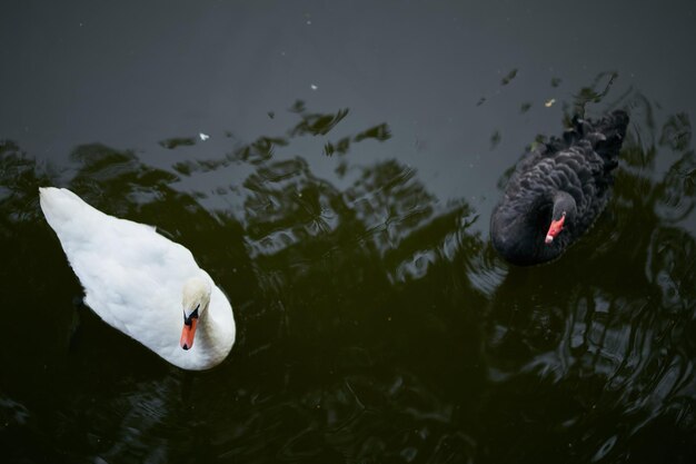 Cigno bianco e nero nel lago I cigni nuotano nel lago Coppia di cigni bianchi e neri