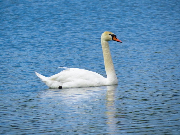 Cigno bianco grazioso che nuota nei cigni del lago allo stato brado