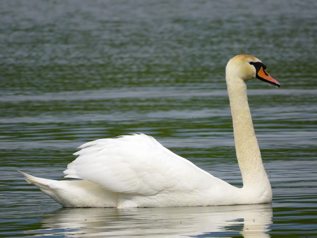 Cigno bianco grazioso che nuota nei cigni del lago allo stato brado