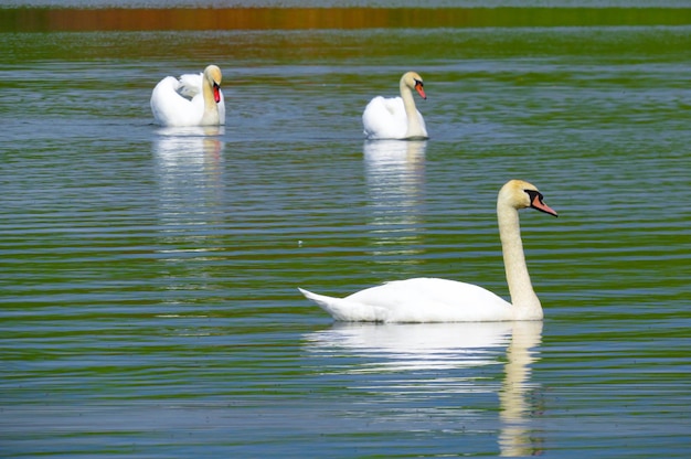 Cigno bianco grazioso che nuota nei cigni del lago allo stato brado