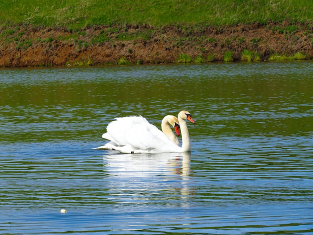 Cigno bianco grazioso che nuota nei cigni del lago allo stato brado