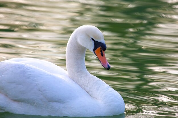 Cigno bianco grazioso galleggiante sullo stagno. Animali piumati uccelli