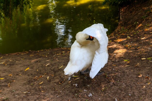 Cigno bianco in piedi sulla riva del lago