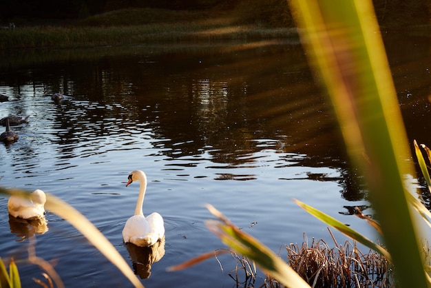 Cigno bianco in un lago ad ottobre