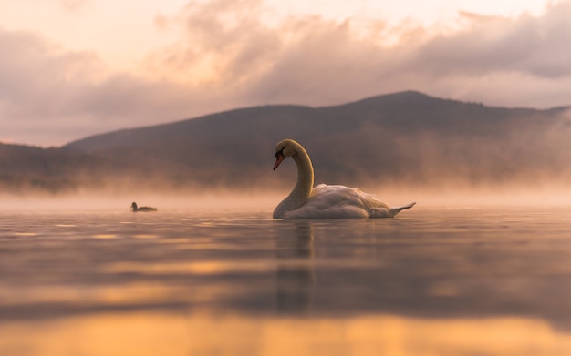 Cigno bianco molto bello sul lago Yamanaka con il monte. Sfondo Fuji, luogo famoso e tranquillo