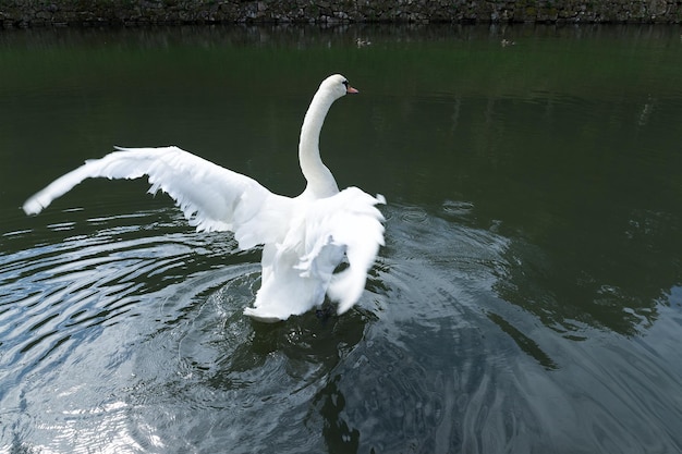 Cigno bianco nel lago