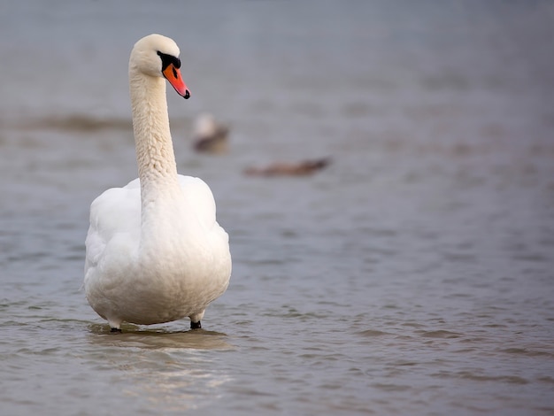 Cigno bianco nel mare