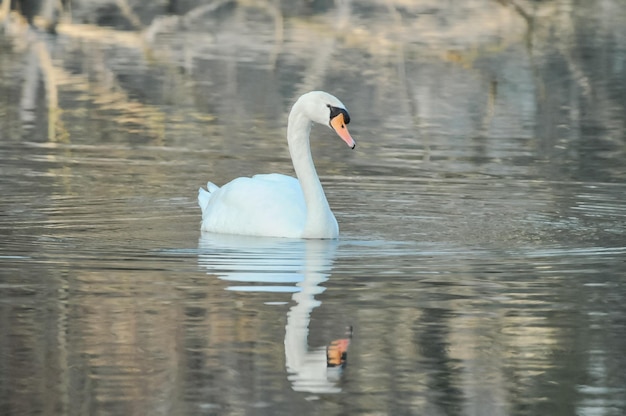 Cigno bianco nobile nella superficie dell'acqua