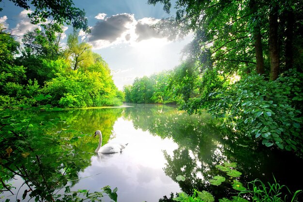 Cigno bianco su un fiume calmo nella foresta