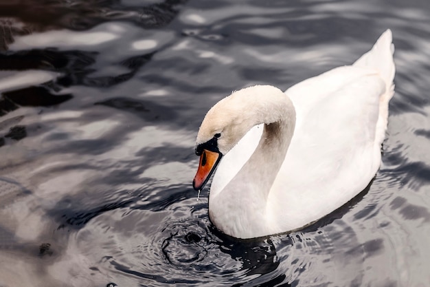 Cigno bianco su uno sfondo di acqua scura Un cigno nuota nel lago