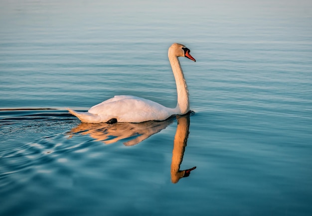 Cigno bianco sull'acqua dello stagno al tramonto