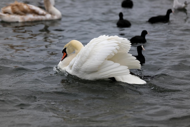 Cigno bianco sull'acqua tra gli altri uccelli