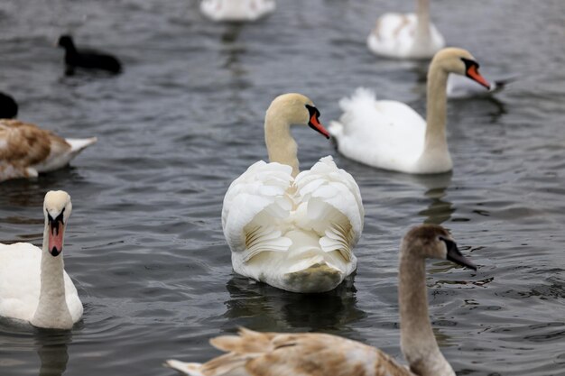 Cigno bianco sull'acqua tra gli altri uccelli