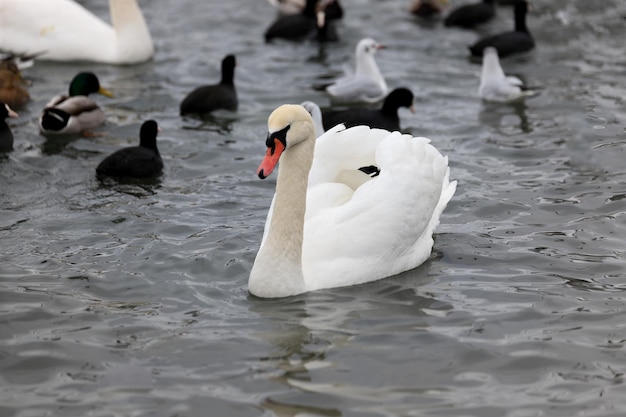 Cigno bianco sull'acqua tra gli altri uccelli