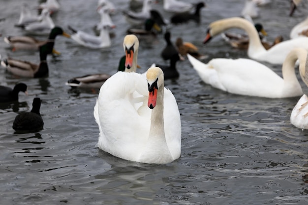 Cigno bianco sull'acqua tra gli altri uccelli