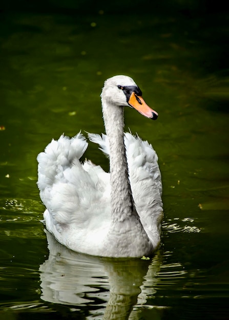 Cigno bianco sullo stagno del giardino della città