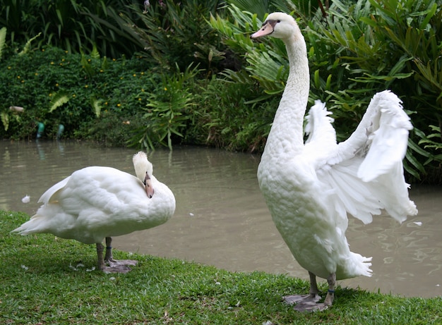 Cigno bianco sullo stagno