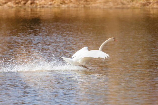 Cigno che atterra sull'acqua