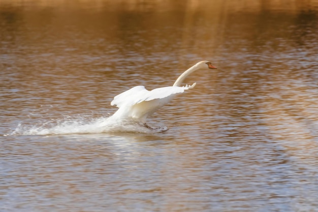 Cigno che atterra sull'acqua