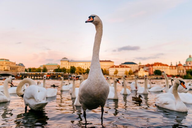 Cigno che cammina sulla costa del fiume a Praga con lo scape della città su fondo.