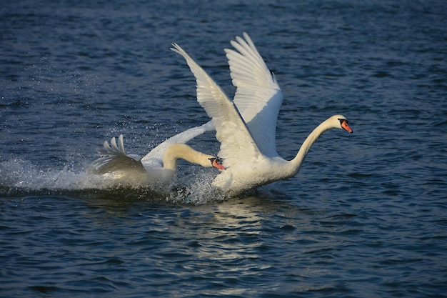 Cigno che insegue un altro cigno sull'acqua blu