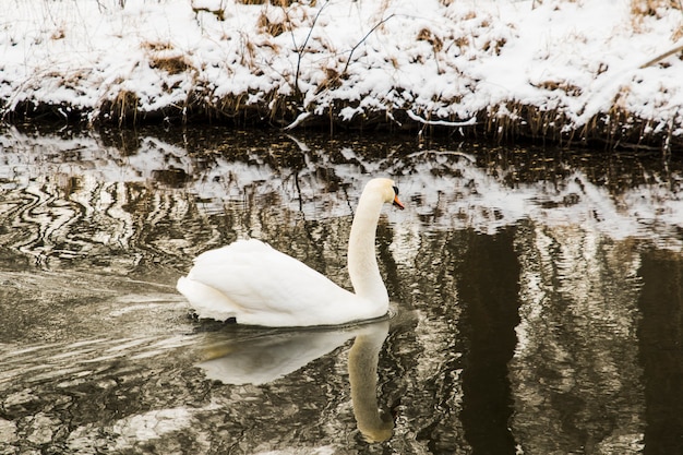 Cigno che nuota in riva al lago con la neve