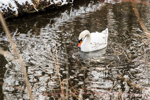 Cigno che nuota in riva al lago con la neve