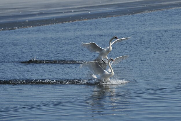 Cigno che prende il volo sul lago blu di primavera