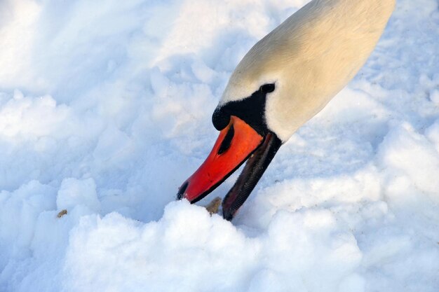 Cigno che trova cibo nell'orario invernale della neve profonda